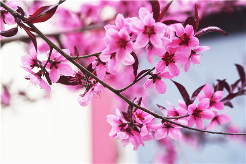 魯磁科技廠區(qū) 魯磁科技廠區(qū)